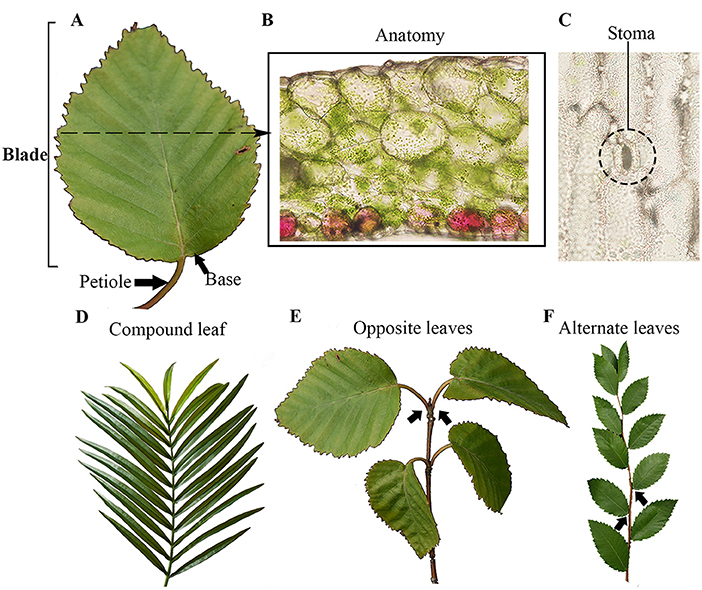 Figure 1 - External and internal structure of the leaf.