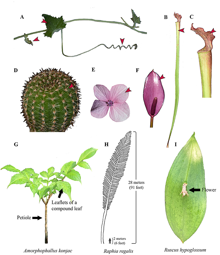 Figure 2 - Examples of modified leaves.