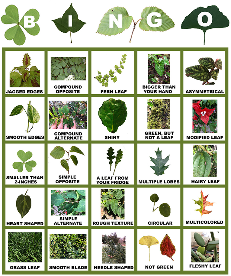 Figure 3 - Leaf bingo showing leaf diversity.
