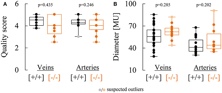 Frontiers  Retinal Vessel Responses to Flicker Stimulation Are