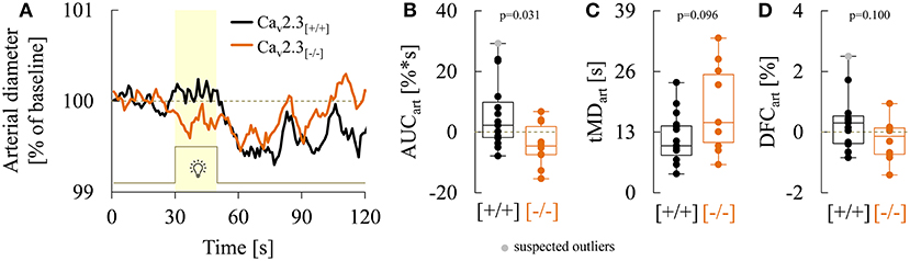 Frontiers  Retinal Vessel Responses to Flicker Stimulation Are