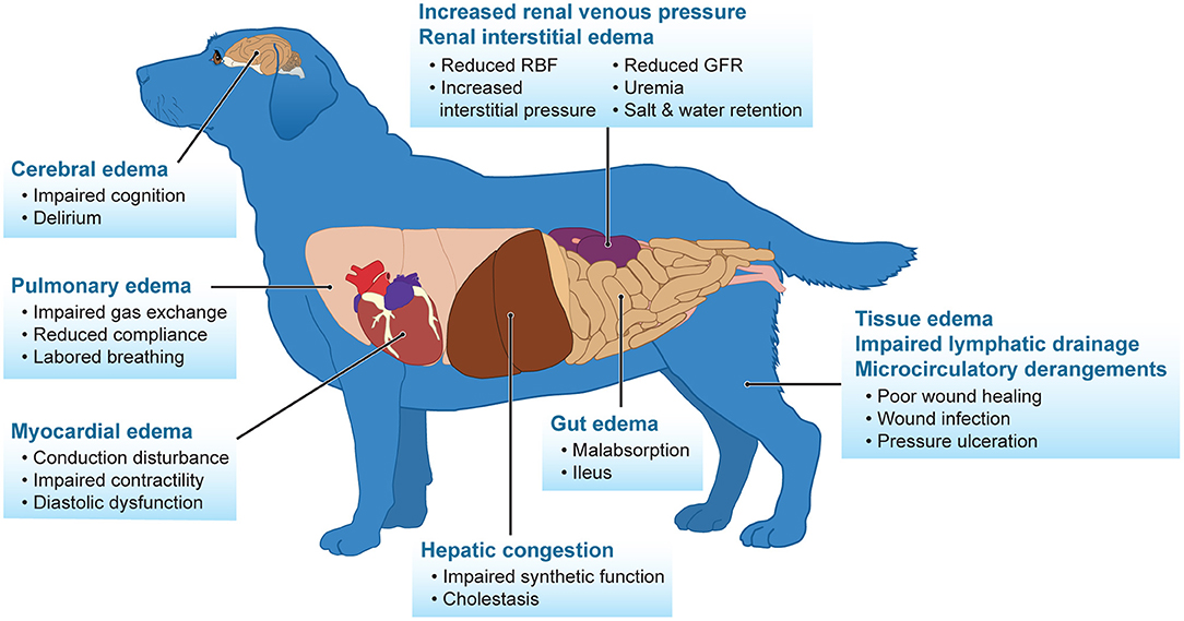 can dogs live with kidney disease