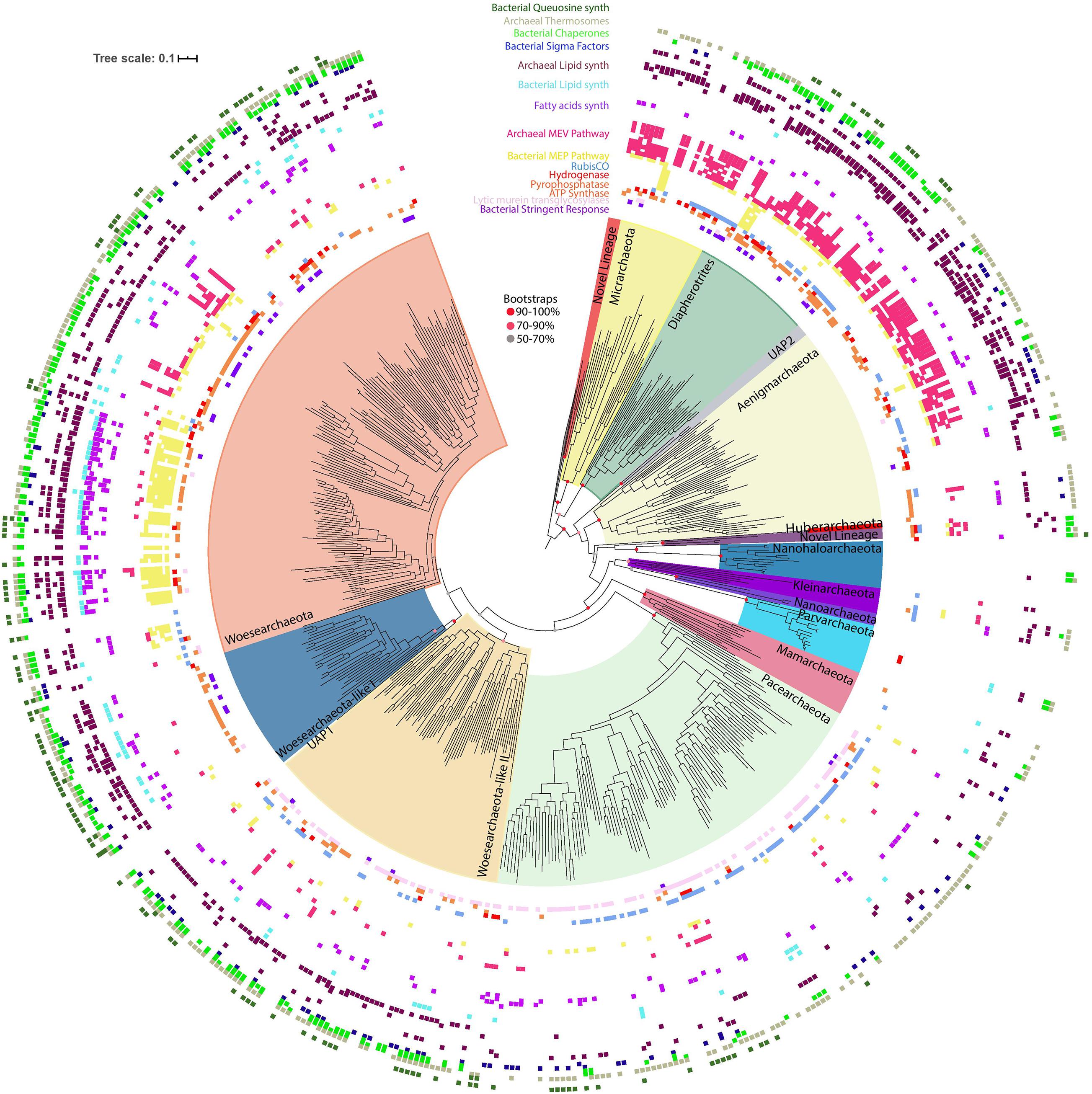 PDF) Comparative Analysis of Bacterial and Archaeal Community