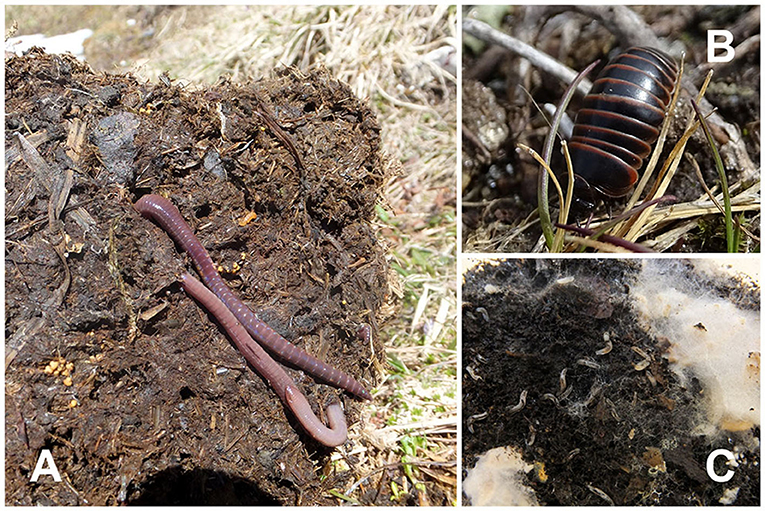 Figure 2 - Mountain soil invertebrates from our research sites in the Stubai Alps and Oetztal Alps in Tyrol, Austria.