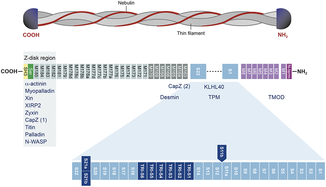 In Autosomal Dominant Inheritance Cgi Current Frame