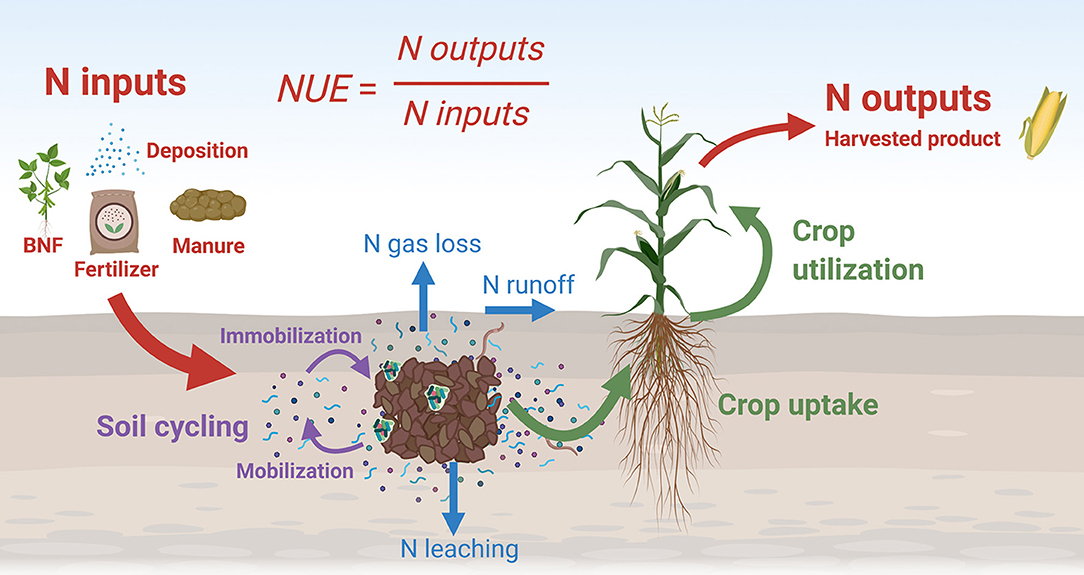 Frontiers | A Research Road Map for Responsible Use of Agricultural  Nitrogen | Sustainable Food Systems