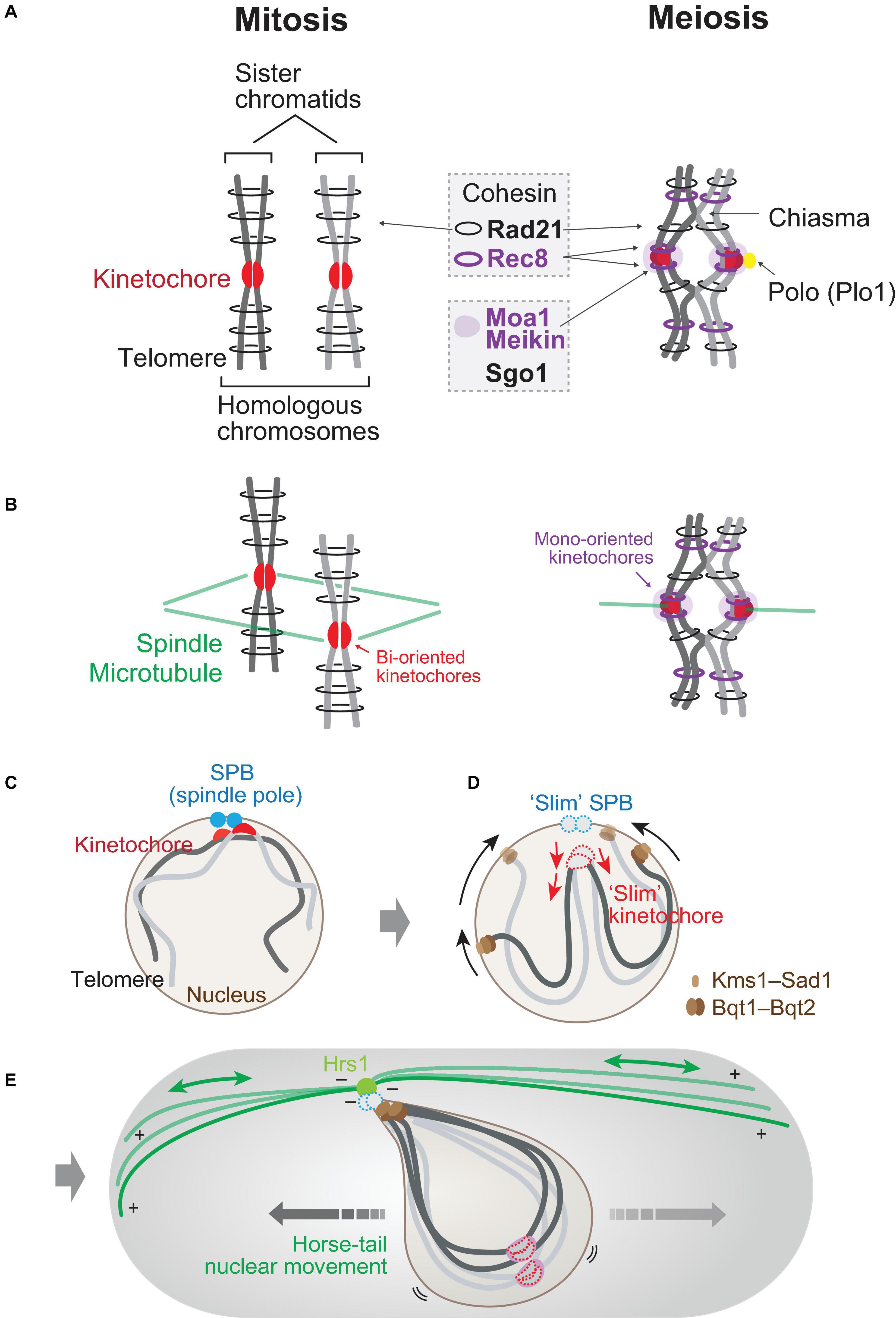 Frontiers | Tell the Difference Between Mitosis and Meiosis: Interplay  Between Chromosomes, Cytoskeleton, and Cell Cycle Regulation