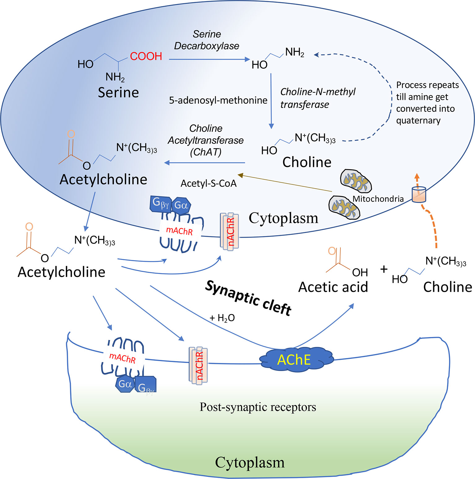 How can I measure brain acetylcholine levels in vivo? Advantages