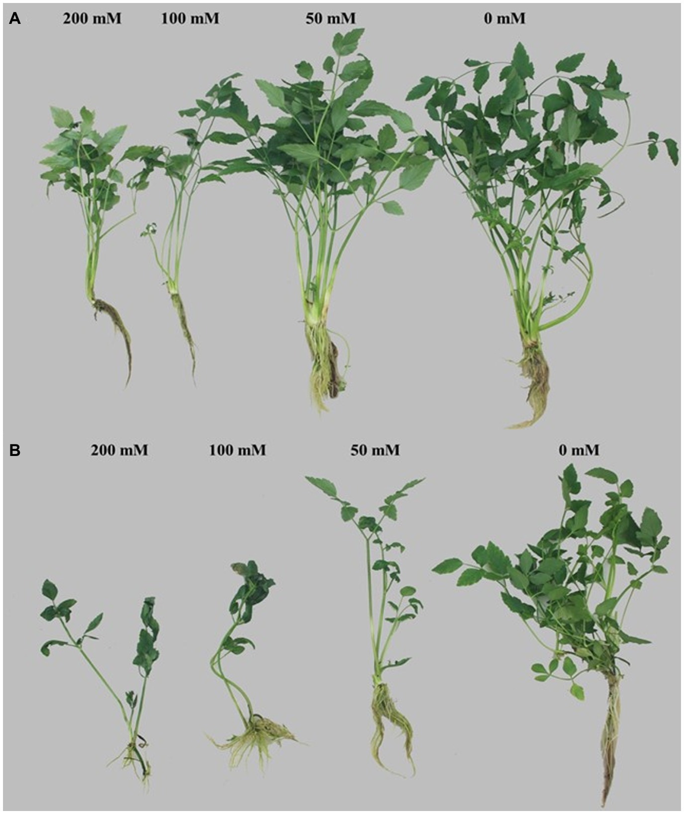 Frontiers | Effect of Salt Stress on Growth, Physiological Parameters, and  Ionic Concentration of Water Dropwort (Oenanthe javanica) Cultivars