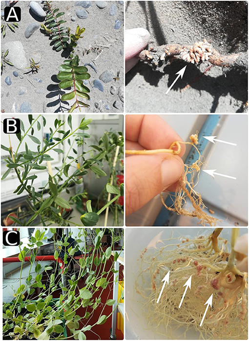 Figure 1 - Diversity of nodules on various plants.