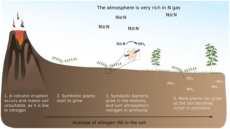 Figure 2 - After a volcanic eruption, the volcanic ash that covers the soil is low in nitrogen (N).