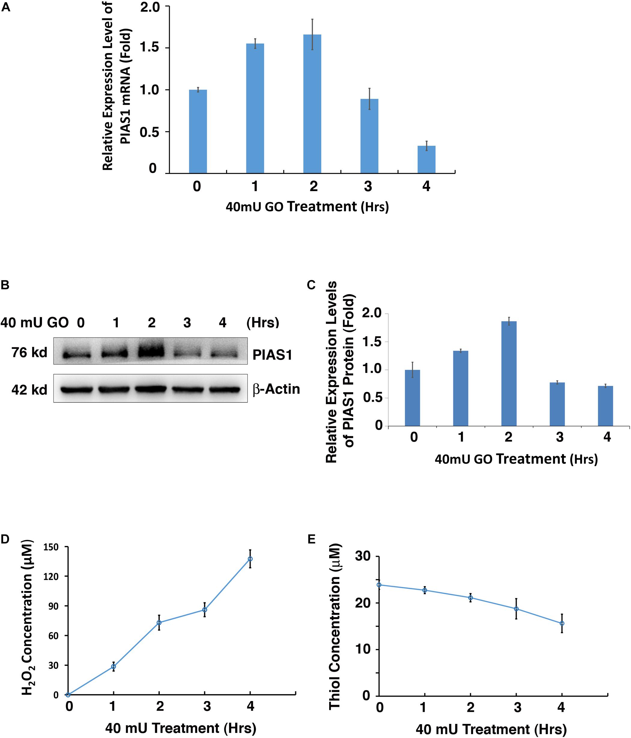 SUMO-1 CRISPR Knockout and Activation Products (h)