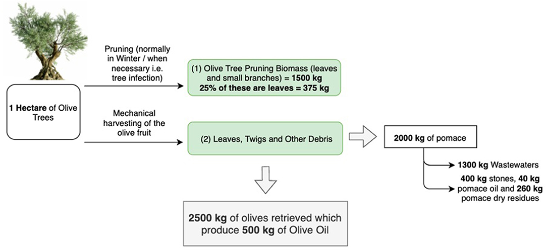 Valorisation of olive oil industry solid waste and production of