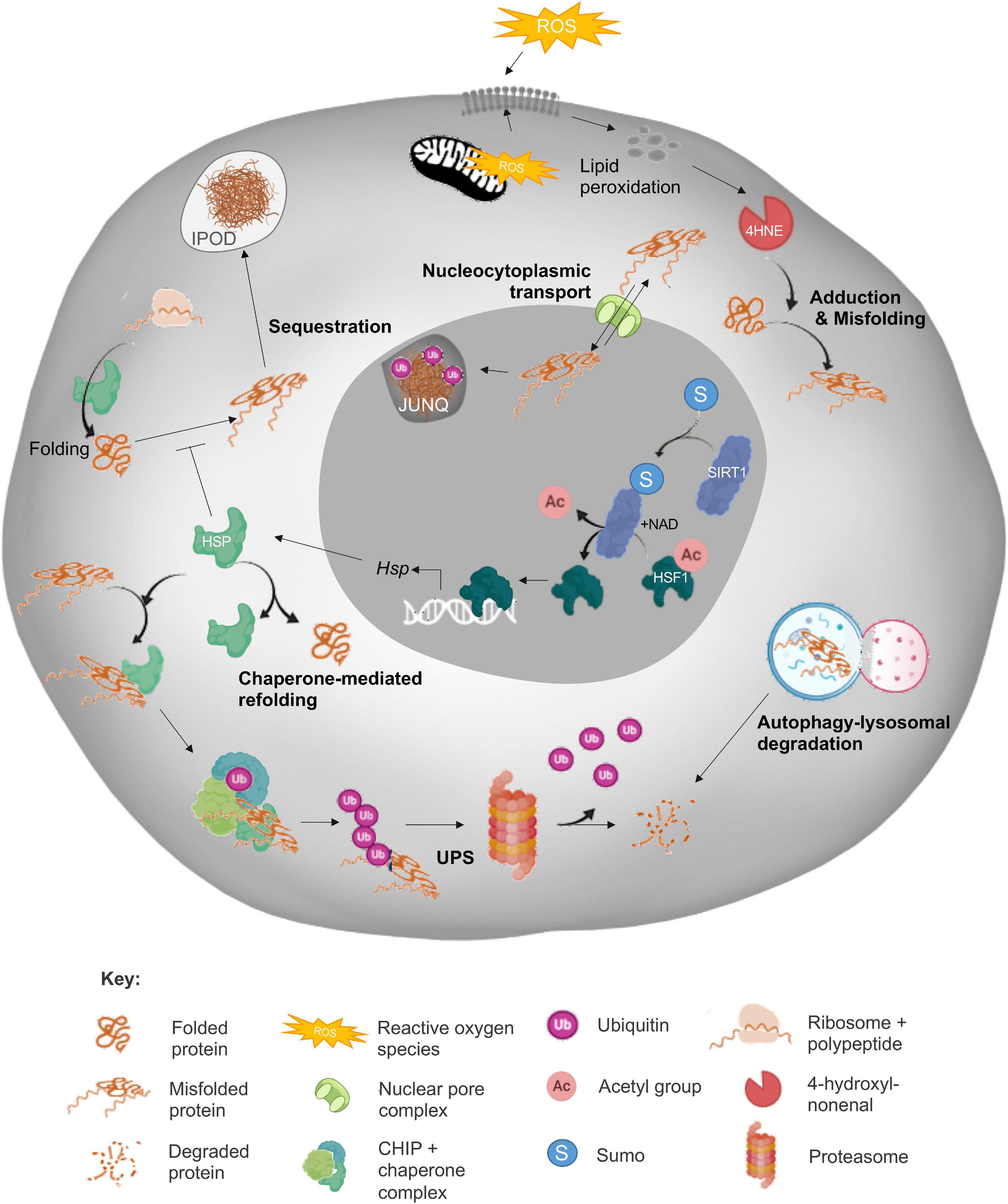 Frontiers  SUMO control of centromere homeostasis