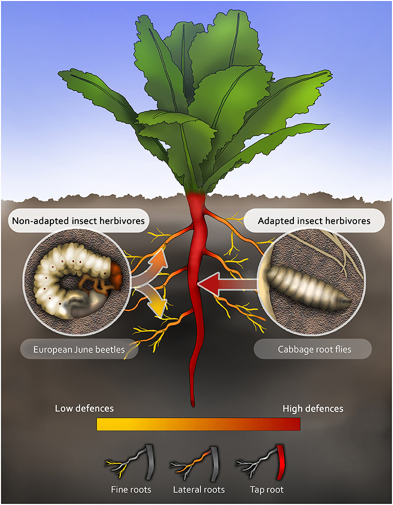 Figure 2 - The distribution of chemical defenses over a root system, and how this affects belowground herbivores.