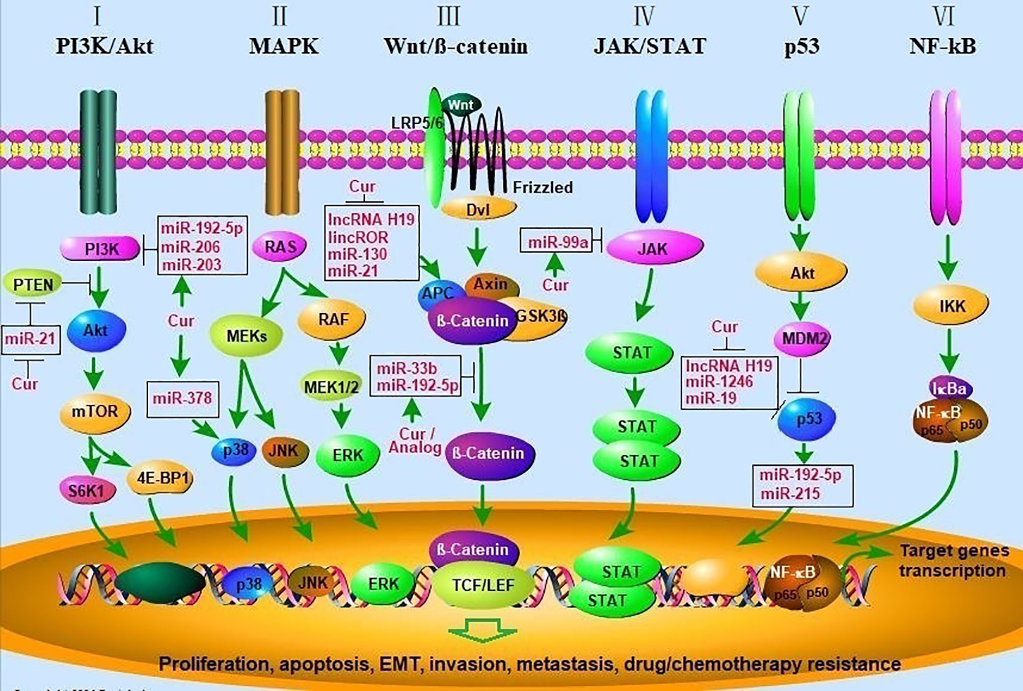 La curcumine active la voie de signalisation de suppression des tumeurs -  Des chercheurs ont identifié une voie de signalisation par laquelle la  curcumine peut supprimer les métastases des cellules cancéreuses  colorectales.