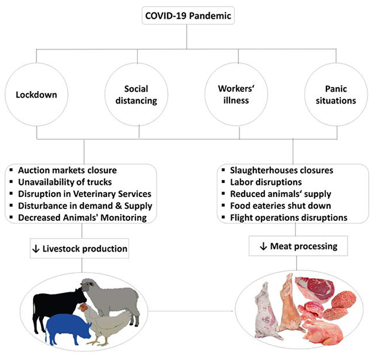 Frontiers | Meat Production and Supply Chain Under COVID-19 Scenario:  Current Trends and Future Prospects