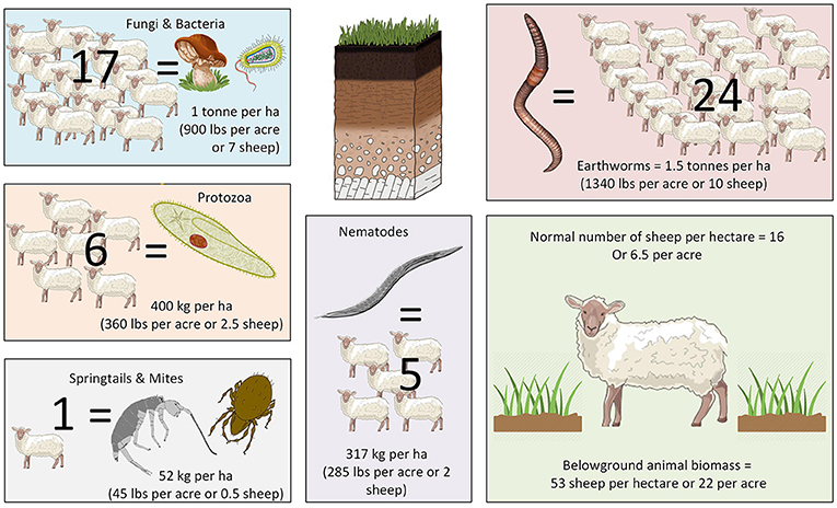 Figure 1 - Weight of soil animals per hectare (ha), measured in sheep.