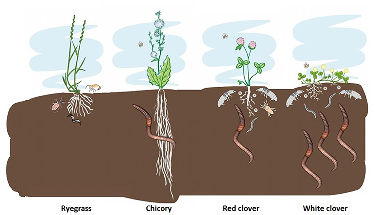 Figure 2 - Differences in soil animal numbers below ryegrass, chicory, red clover, and white clover forage plants.