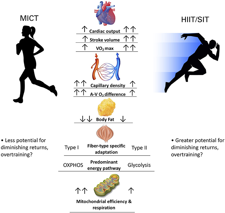 exercise physiology research topics