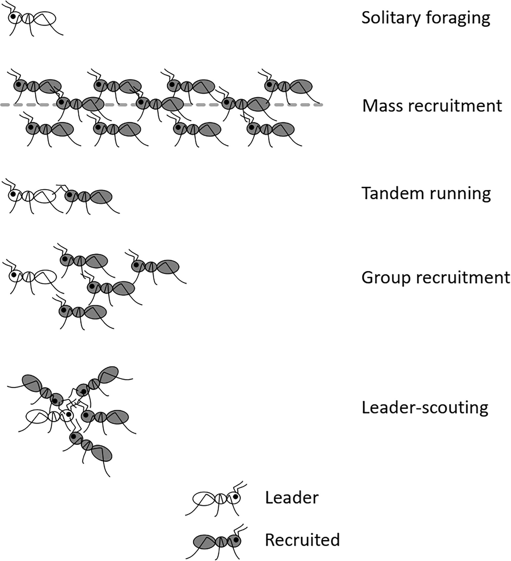 Frontiers  Ants' Personality and Its Dependence on Foraging Styles:  Research Perspectives