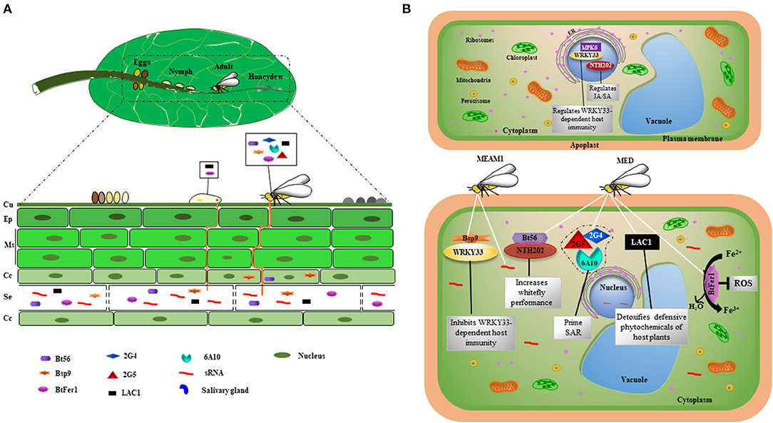 Methods for the Extraction of Endosymbionts from the Whitefly