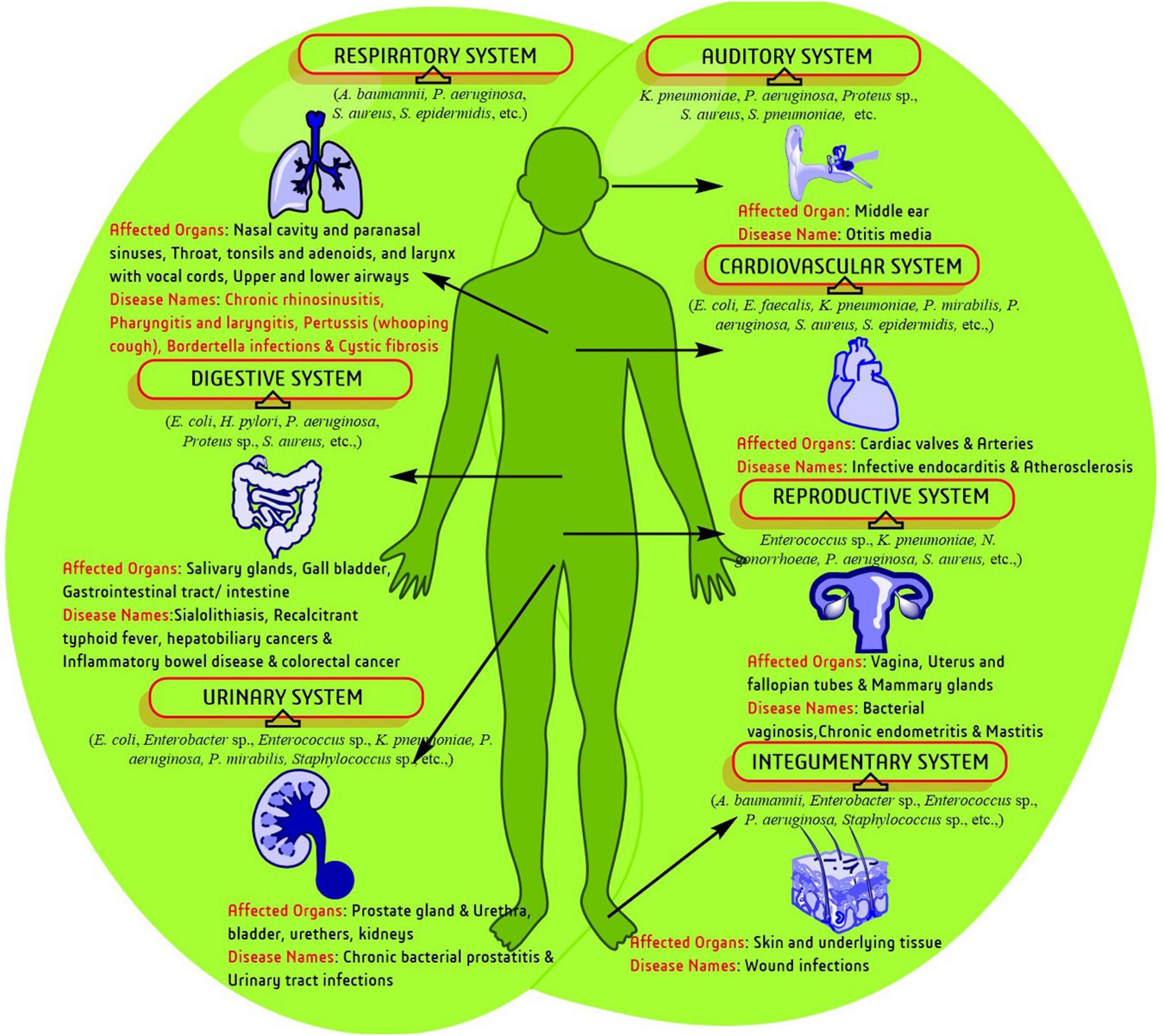 Frontiers Antimicrobial Peptides Derived From Insects Offer A Novel Therapeutic Option To Combat Biofilm A Review Microbiology