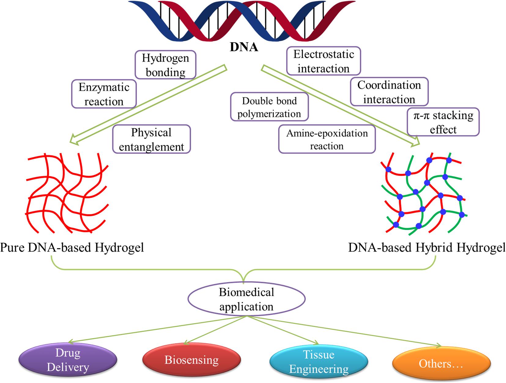 Ionically and Enzymatically Dual Cross-Linked Oxidized Alginate