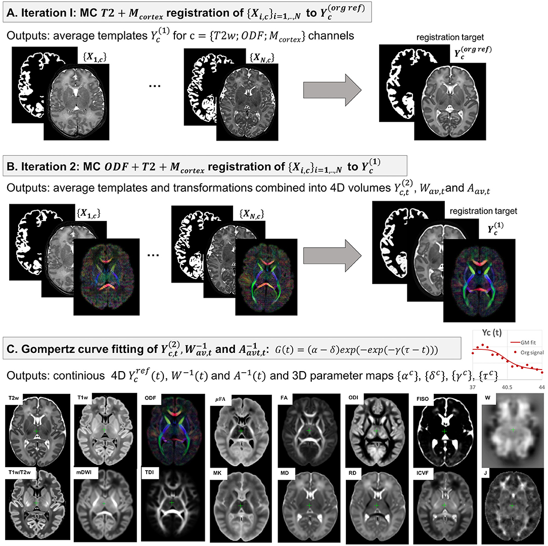 Frontiers | Multi-Channel 4D Parametrized Atlas of Macro- and Microstructural Neonatal Brain ...