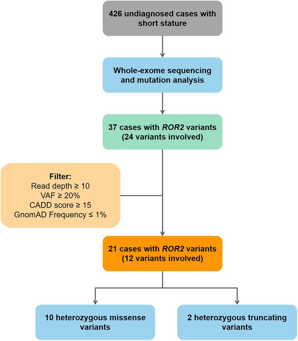 Frontiers Heterozygous Recurrent Mutations Inducing Dysfunction Of Ror2 Gene In Patients With Short Stature Cell And Developmental Biology Frontiers Heterozygous Recurrent Mutations Inducing Dysfunction Of Ror2 Gene In Patients With Short Stature Cell And Developmental Biology