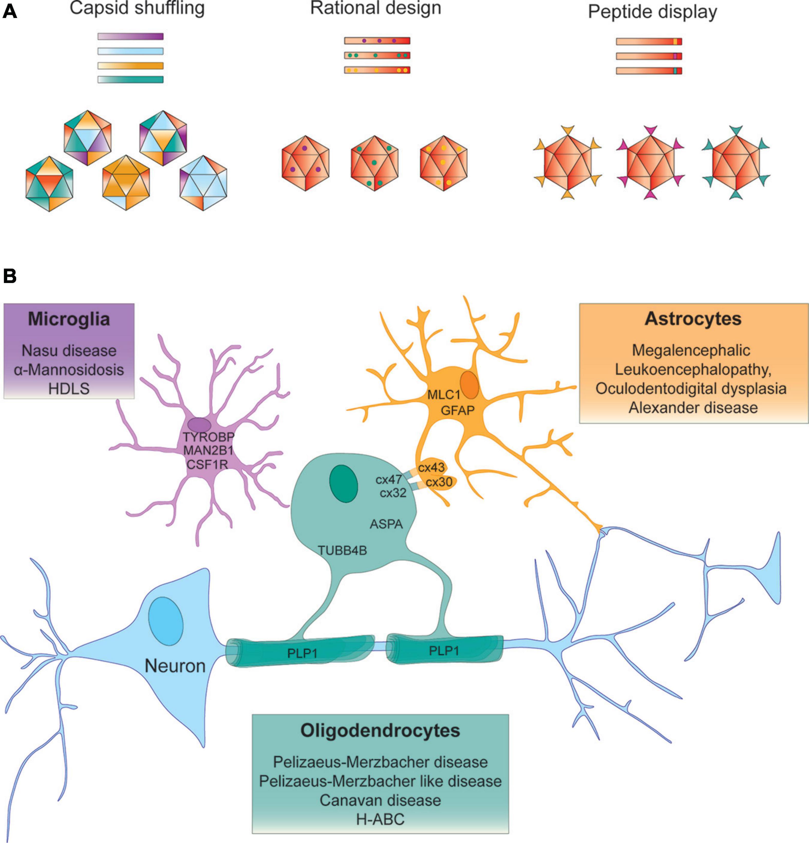 Dual Purpose Vectors for Rare Neurological Diseases: Molecular Therapy