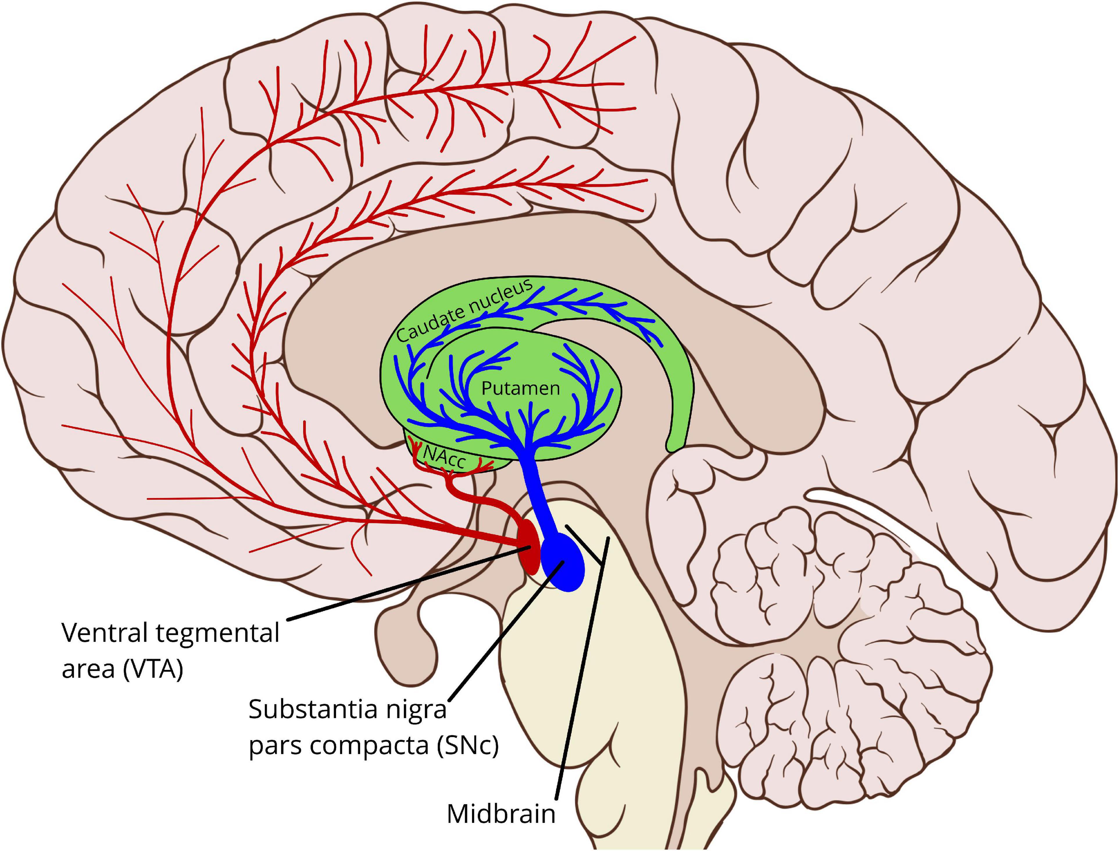 Brown neuroscientists discover neuron type that acts as brain's metronome