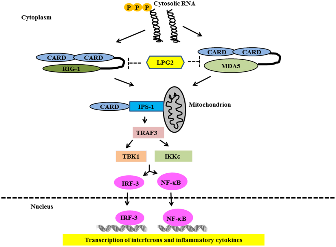 Fc gamma receptor IIa suppresses type I and III interferon production by  human myeloid immune cells - Newling - 2018 - European Journal of  Immunology - Wiley Online Library