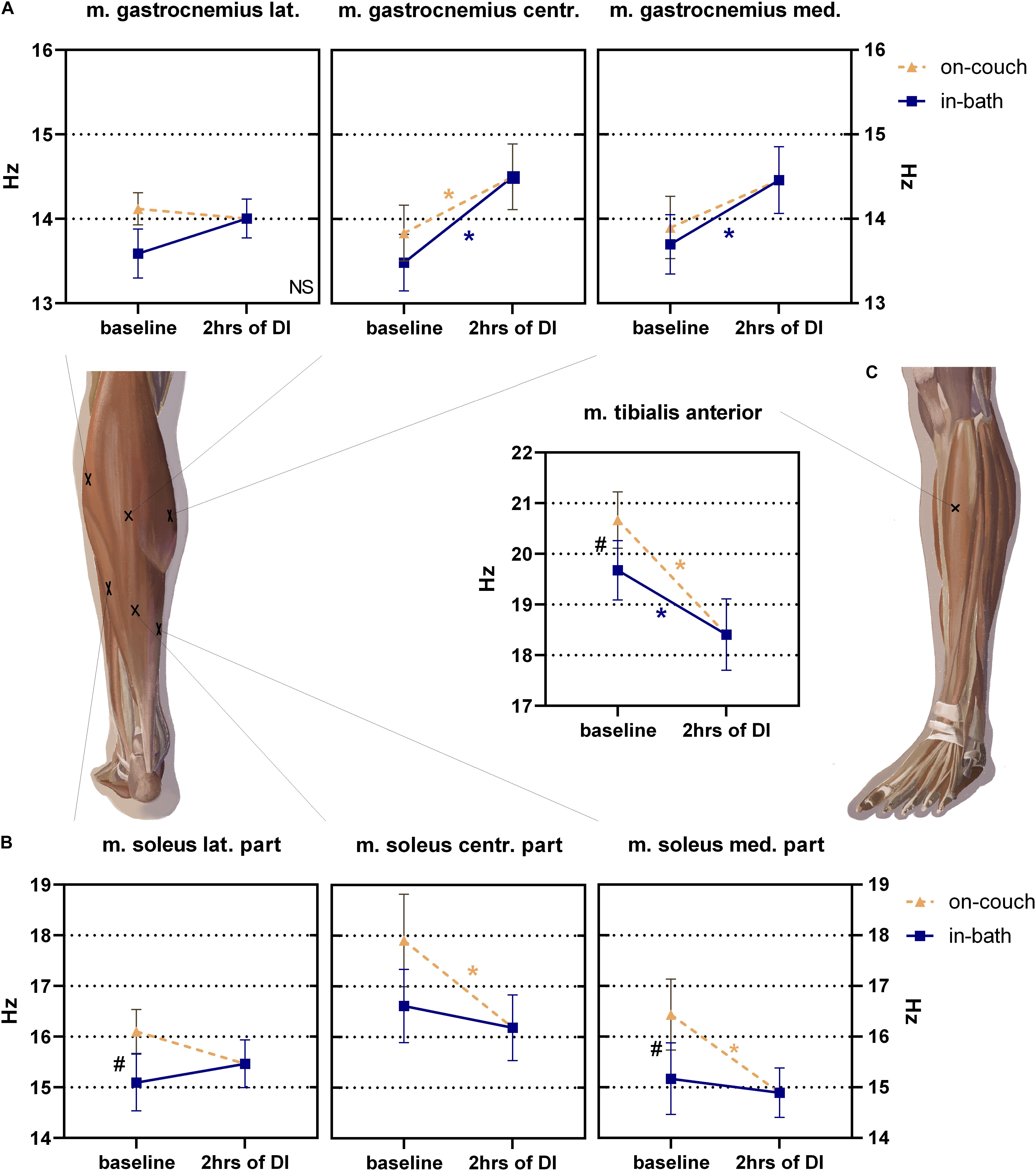 Frontiers | Sharp Changes in Muscle Tone in Humans Under Simulated ...
