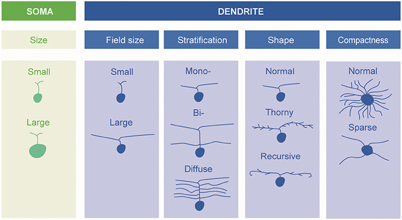 Frontiers Retinal Ganglion Cells—diversity Of Cell Types And Clinical Relevance