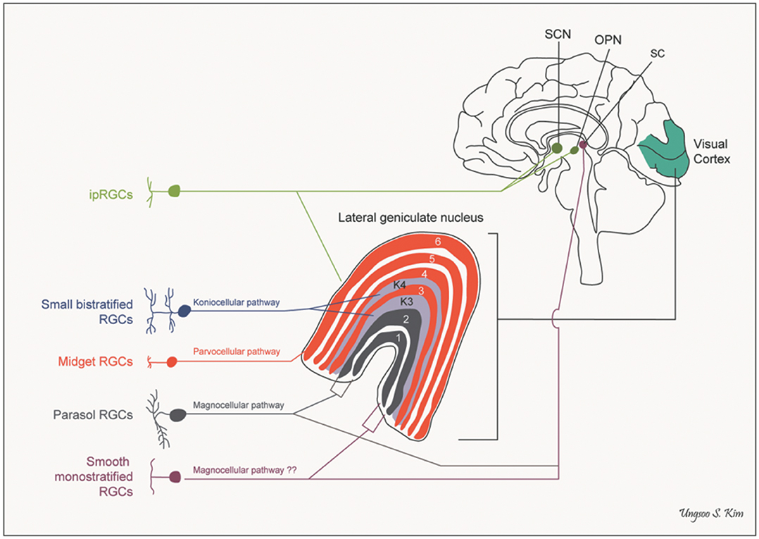 Frontiers  Intrinsically Photosensitive Retinal Ganglion Cells of the  Human Retina