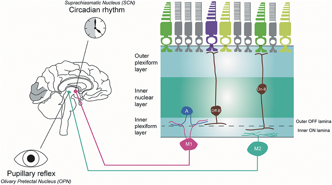 Frontiers Intrinsically Photosensitive Retinal Ganglion Cells of the Human Retina