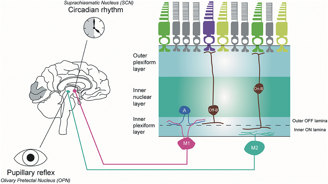 Frontiers  Intrinsically Photosensitive Retinal Ganglion Cells of the  Human Retina