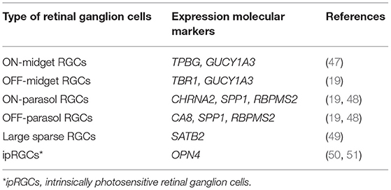 Frontiers  Intrinsically Photosensitive Retinal Ganglion Cells of the  Human Retina
