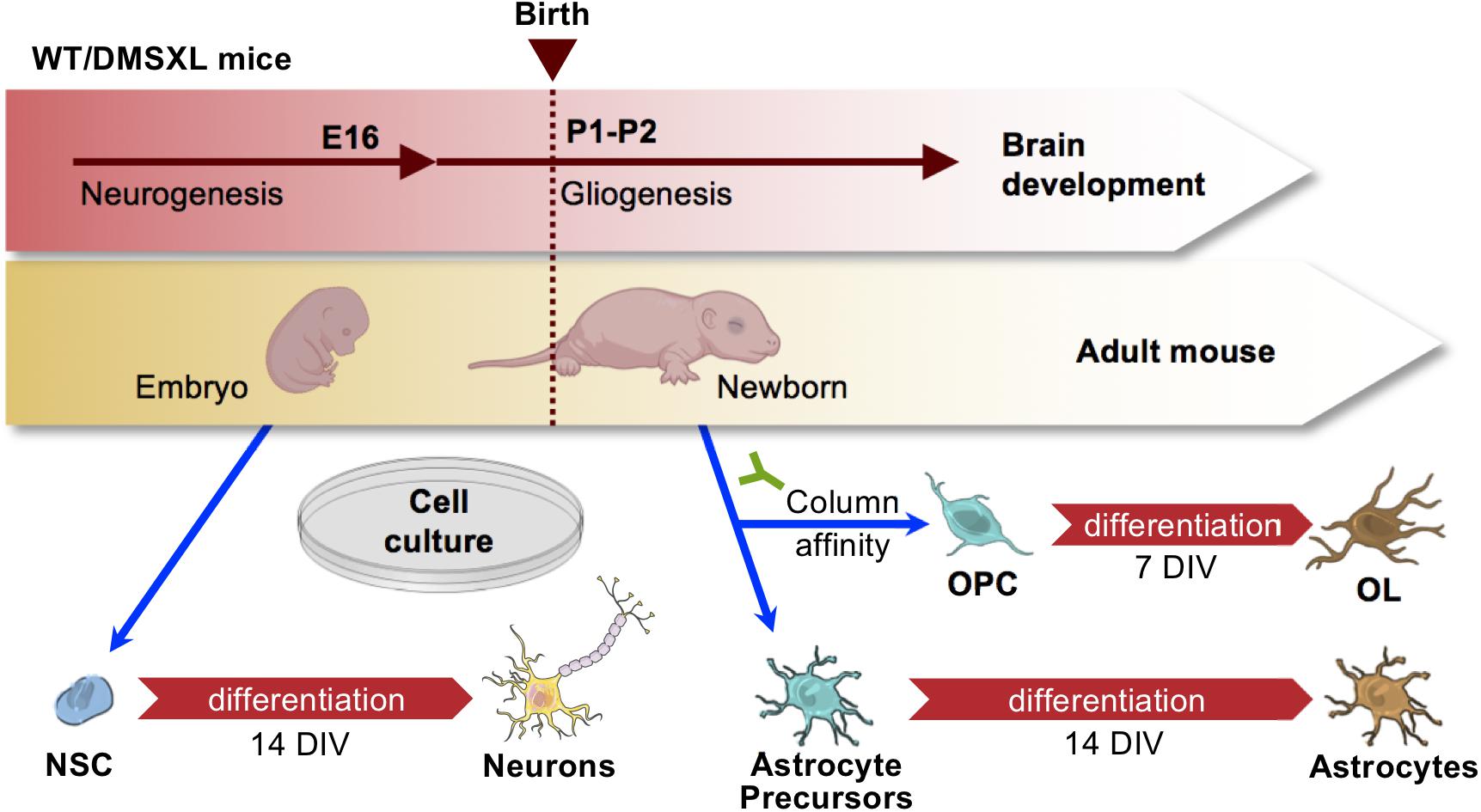 Mice cells. Glial-restricted precursors explained.