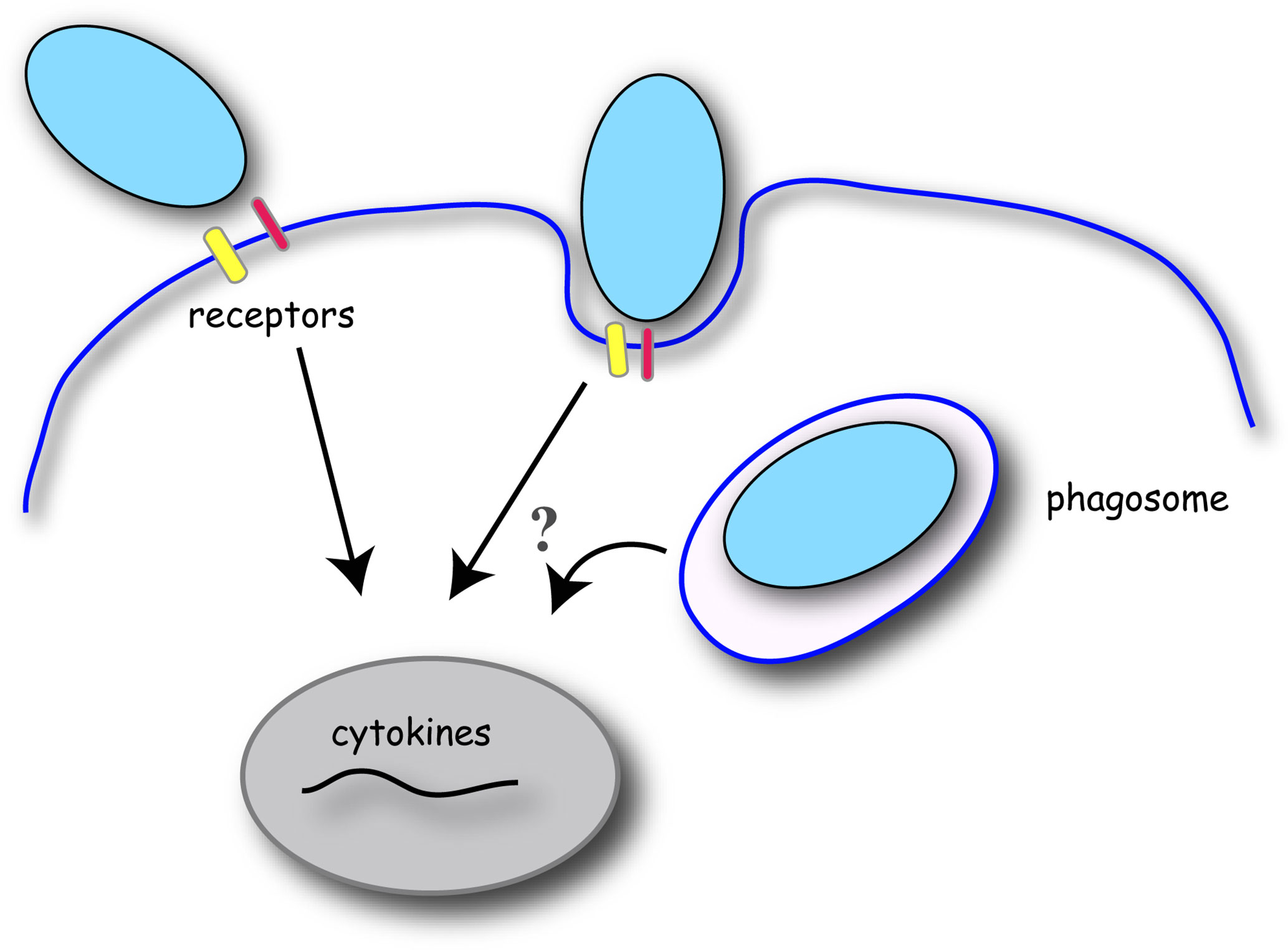 Спора специализированная клетка. Рецепторы на поверхности клетки. Стимуляторы фагоцитарного звена. Специализированные клетки. Фагоцитарный пузырек.