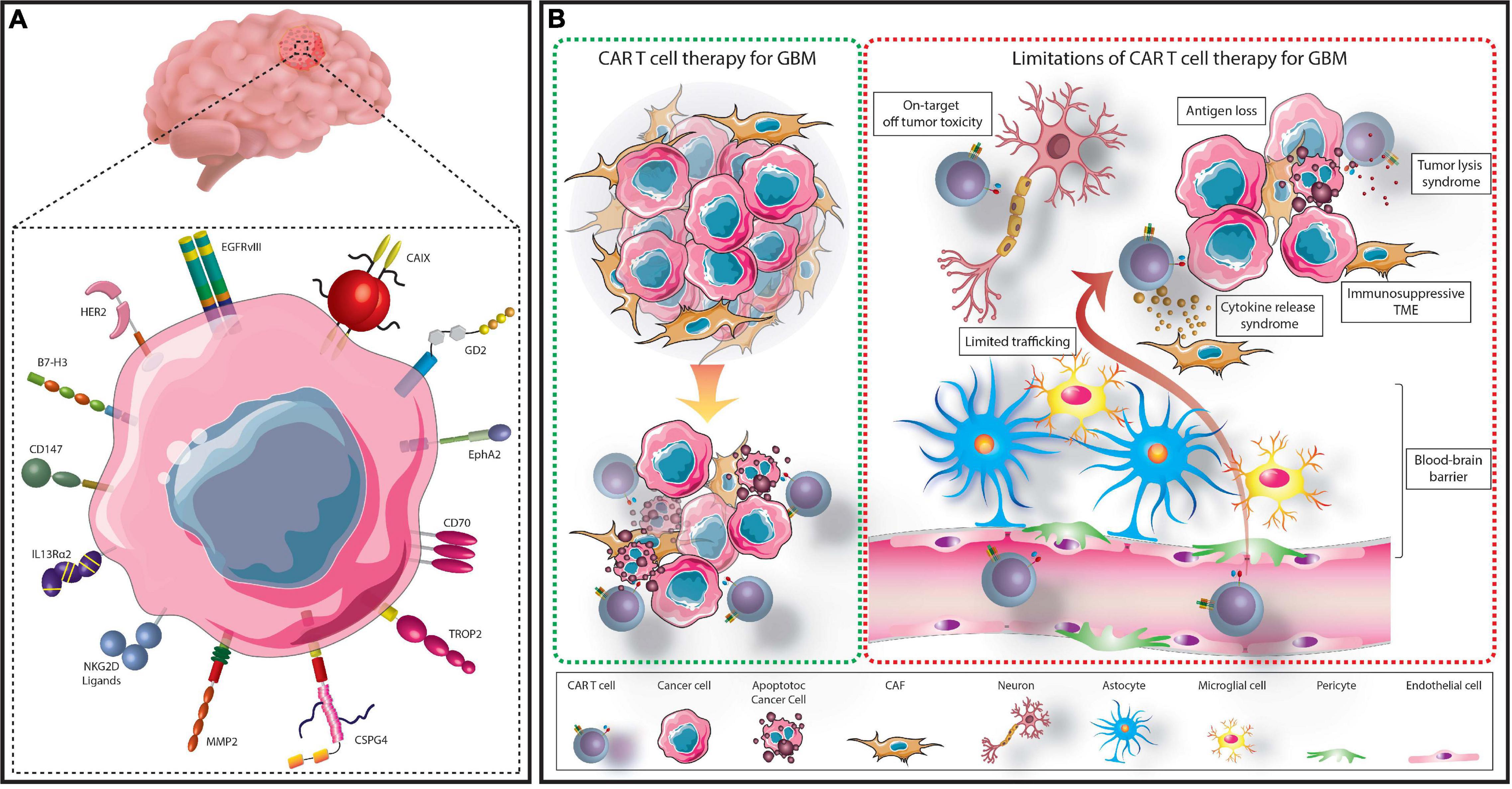 Understanding the activity of antibody–drug conjugates in primary and  secondary brain tumours