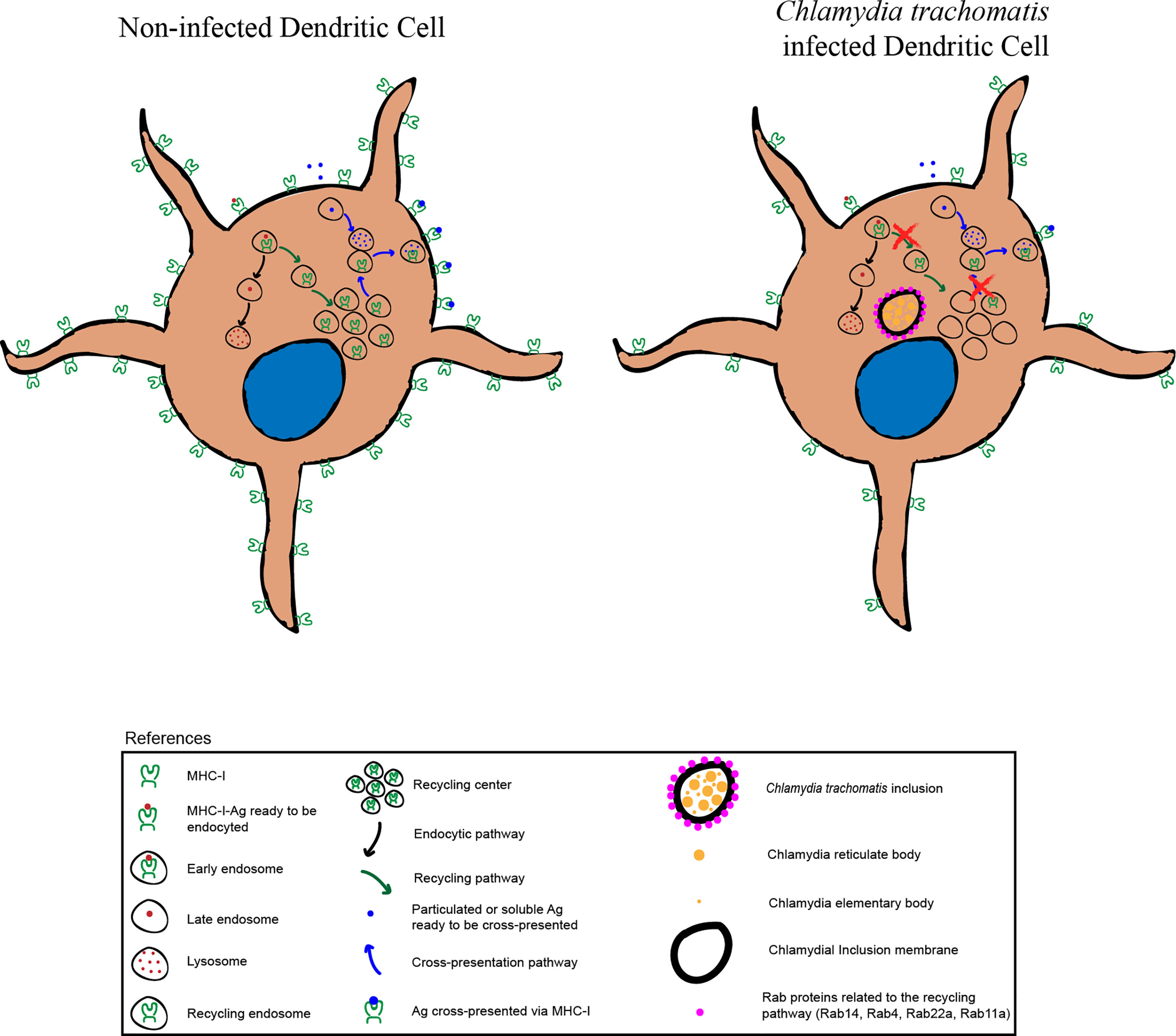 Chlamydia Bacteria Shape