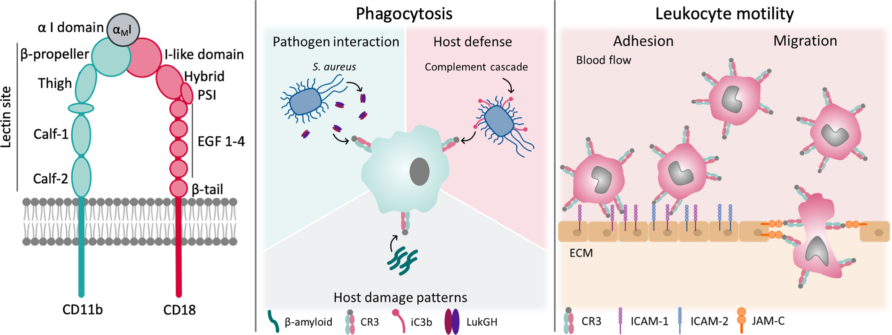 Frontiers The Promiscuous Profile Of Complement Receptor 3 In Ligand Binding Immune Modulation And Pathophysiology Immunology