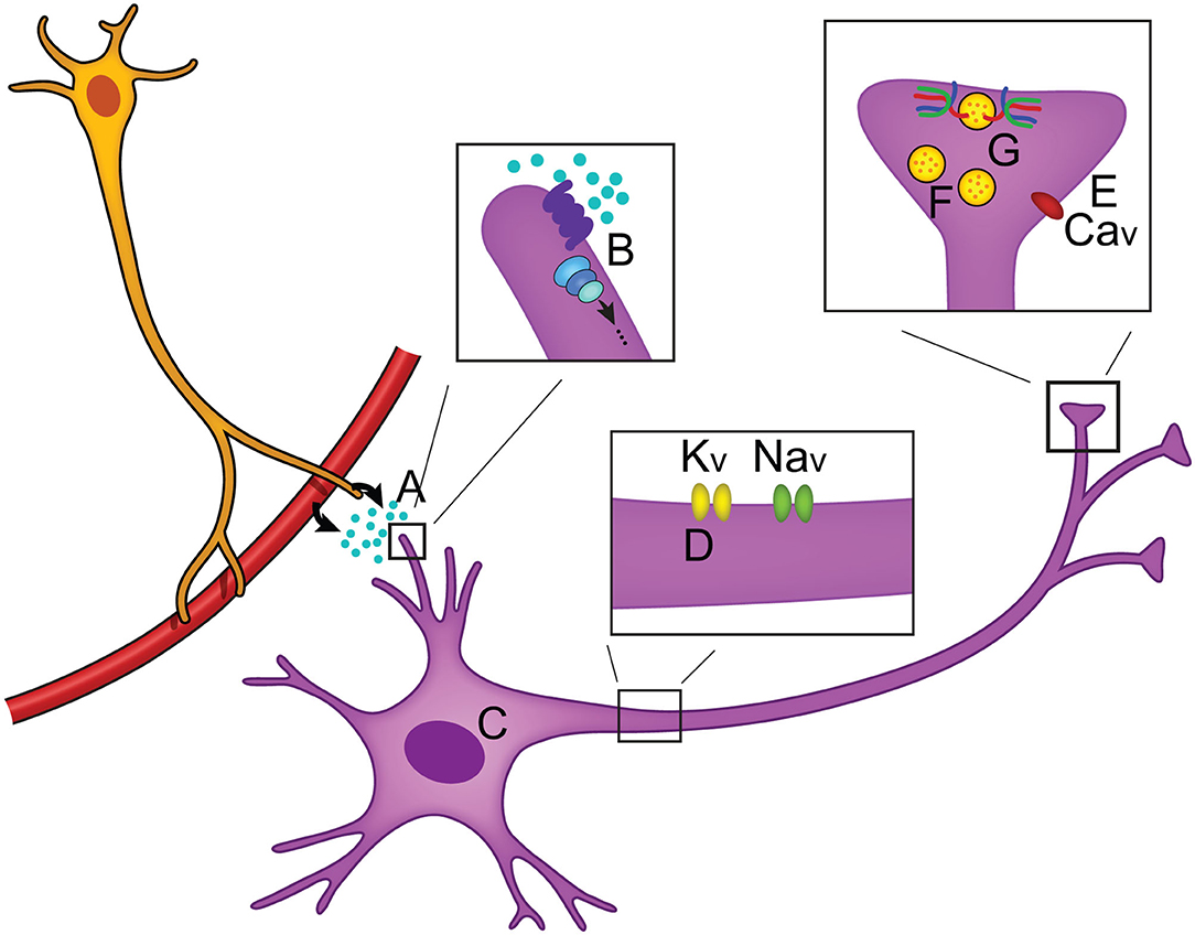 Traductor neuronal euskera castellano