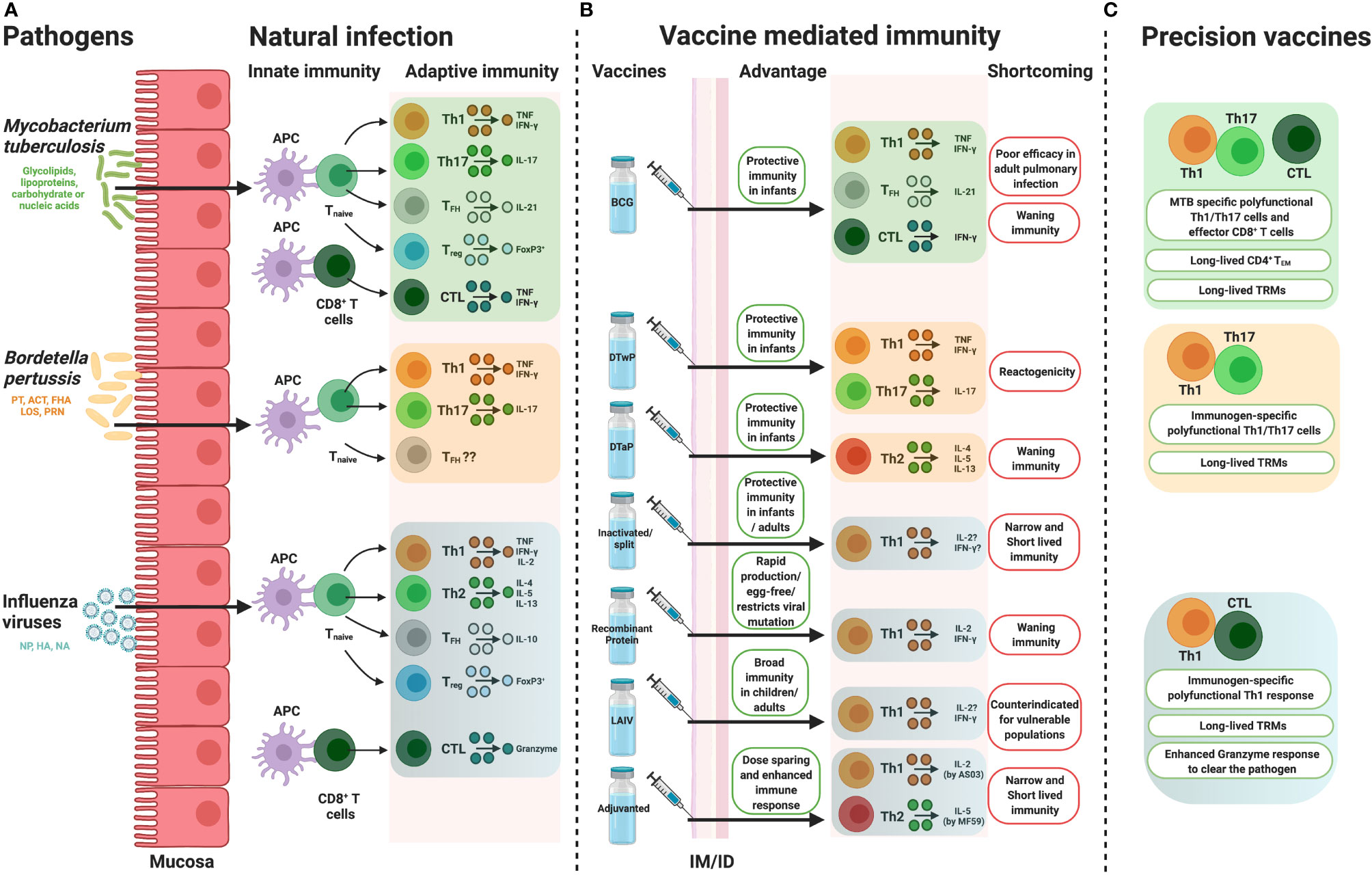 Applied and experimental bacterial vaccines. Today, established