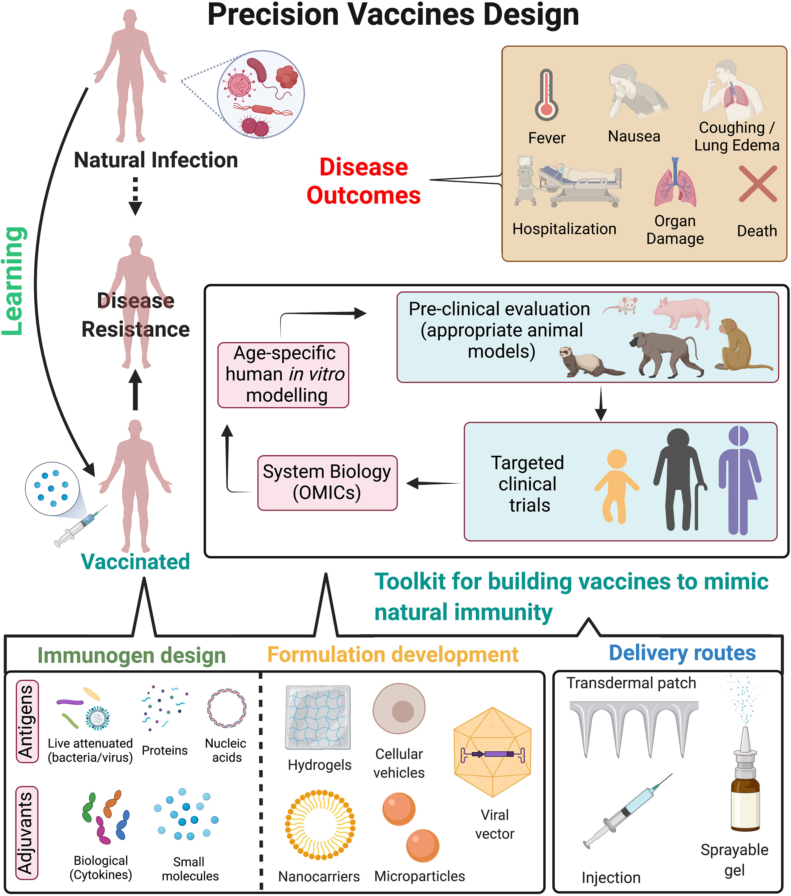 Frontiers  Polyfunctional antibodies: a path towards precision vaccines  for vulnerable populations