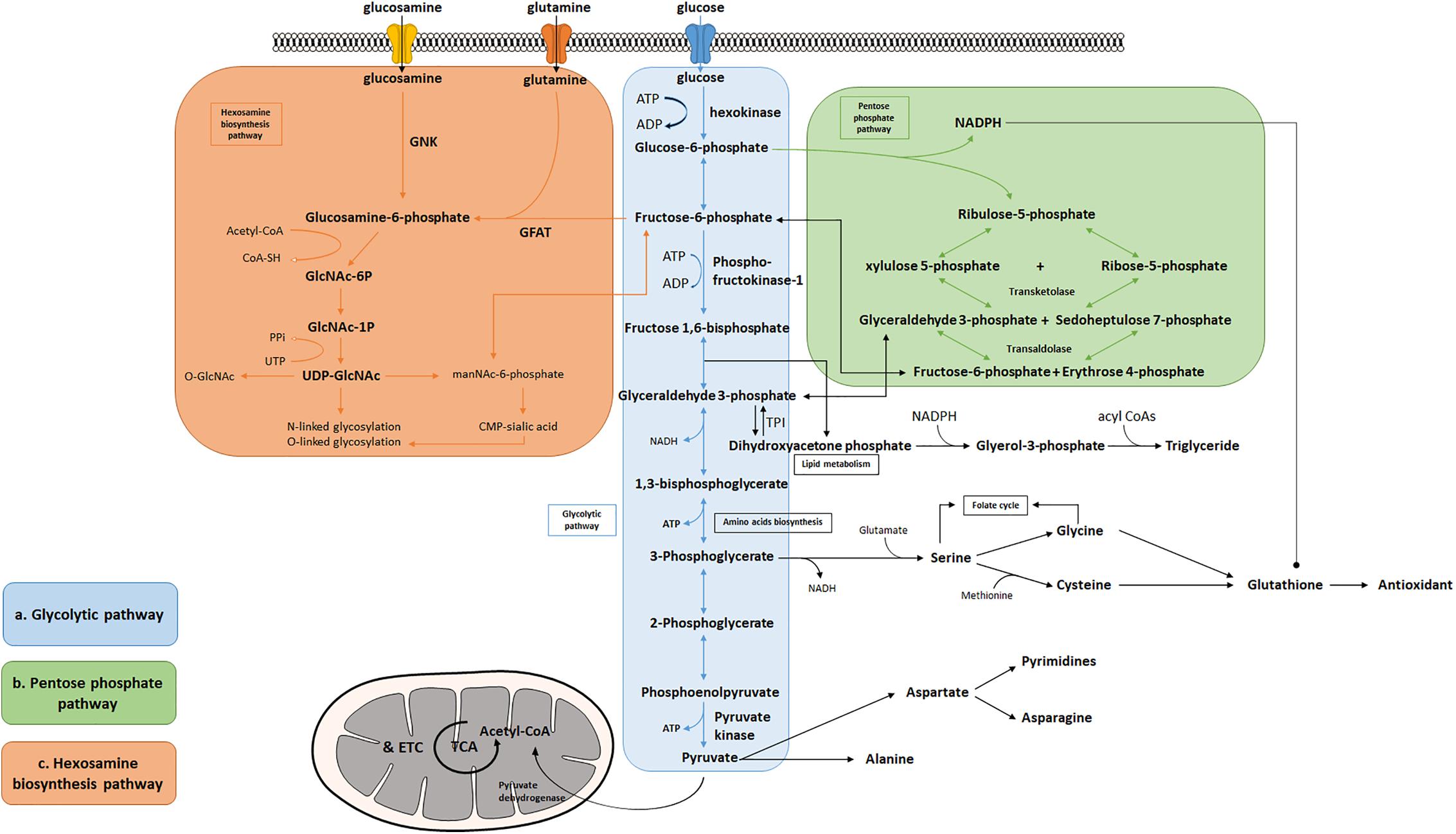 Glucose metabolism pathways disorders