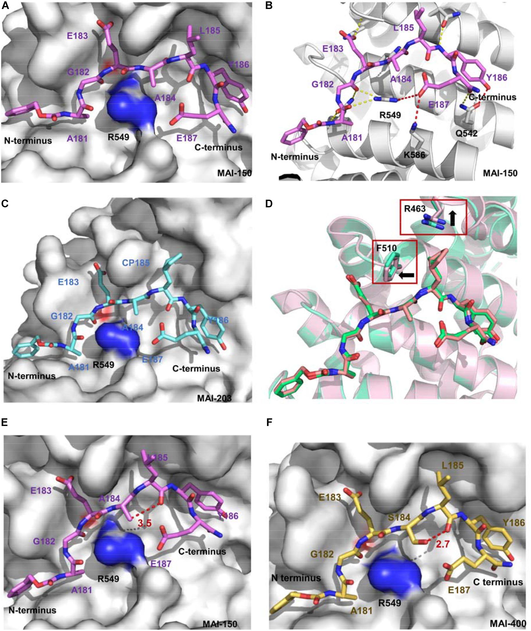Frontiers | Advances and Insights of APC-Asef Inhibitors for
