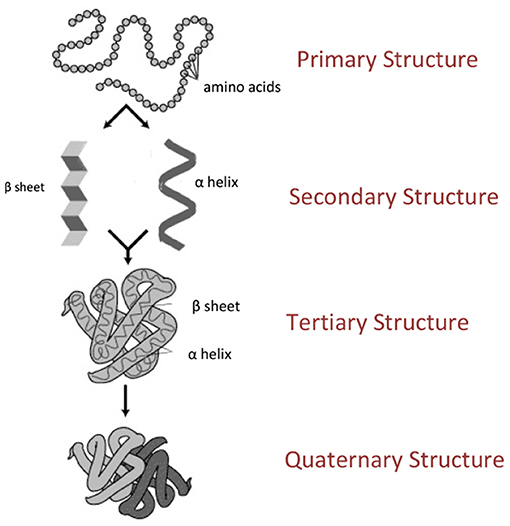 Figure 1 - The structure of a protein.